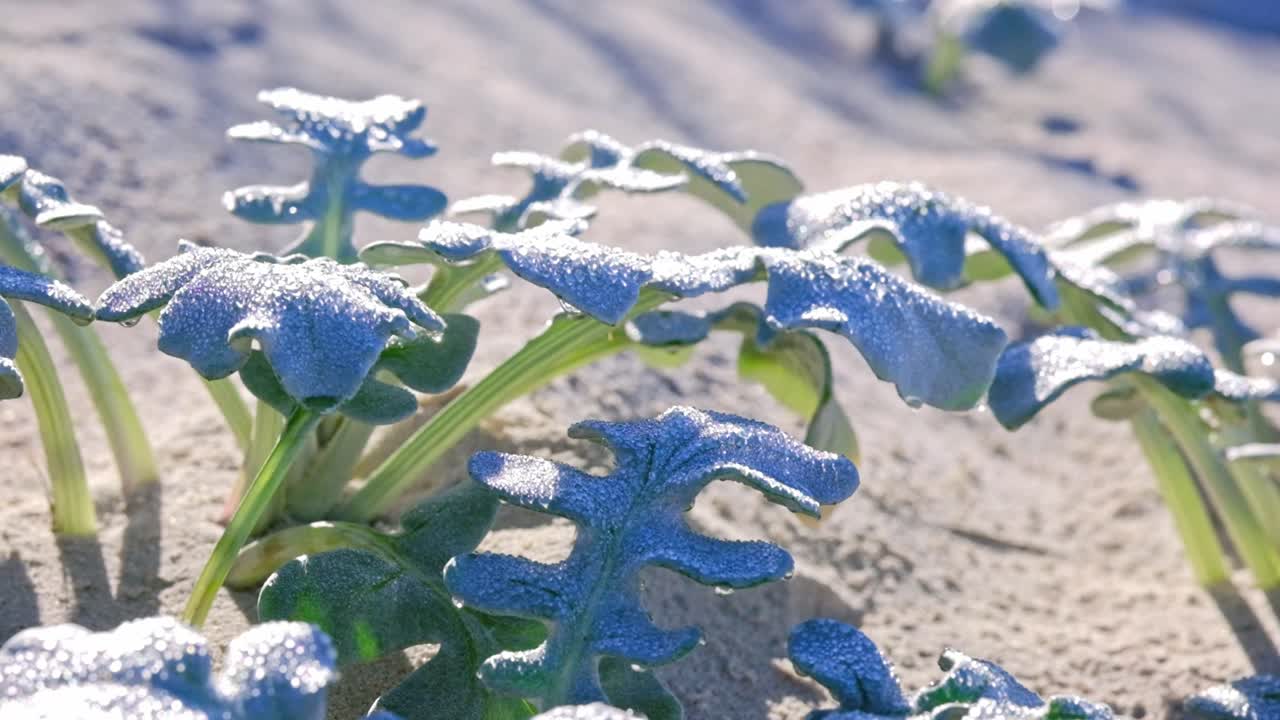 Piante resistenti del deserto e delle dune in Sudafrica coperte dalla rugiada mattutina