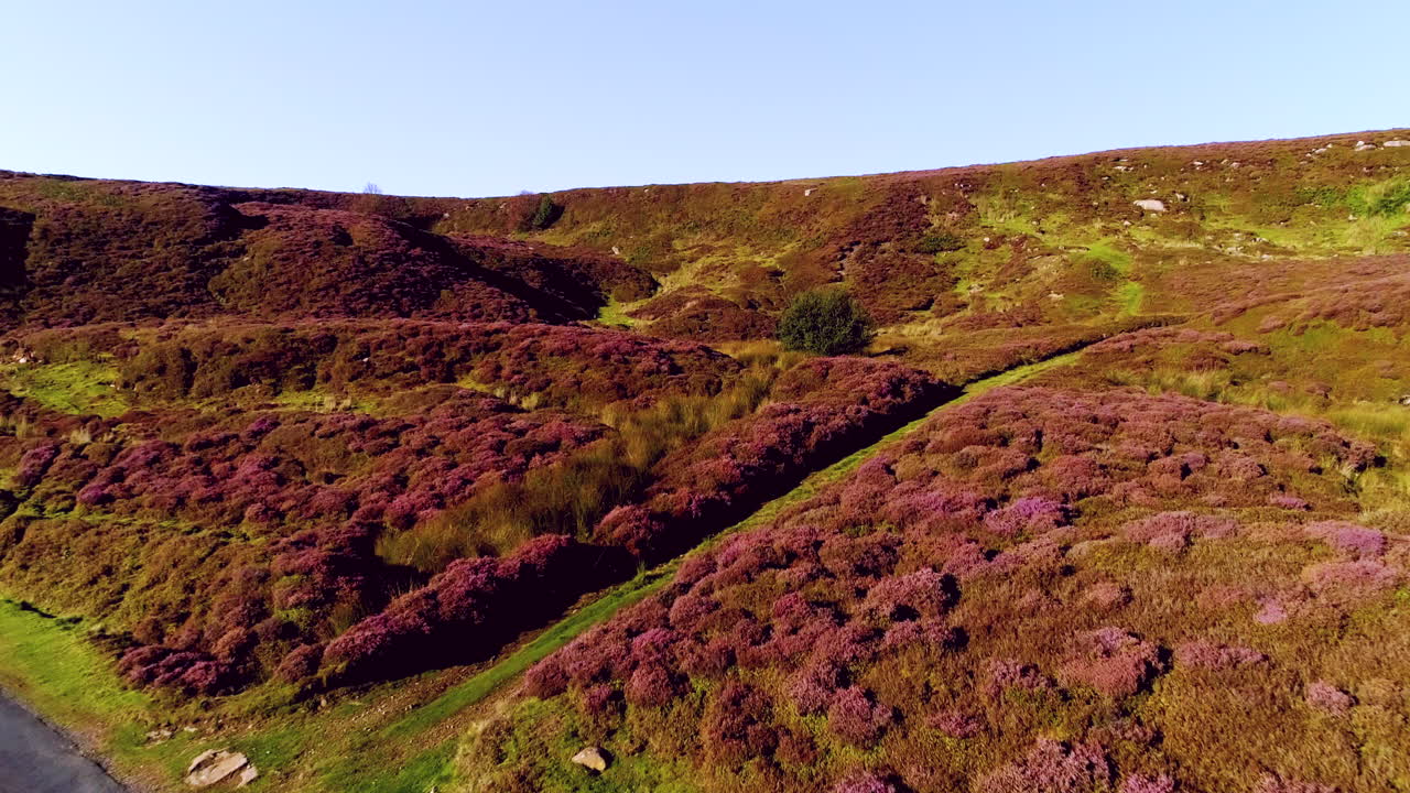 north york moors heather, drone close fly overhead a danby dale in estate - clip 2