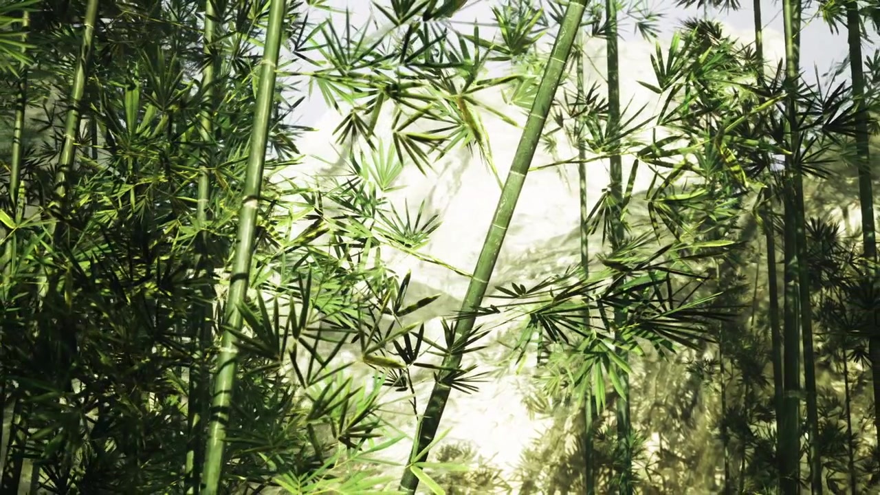 Ambiente esterno sereno con alti tronchi di bambù illuminati e fogliame