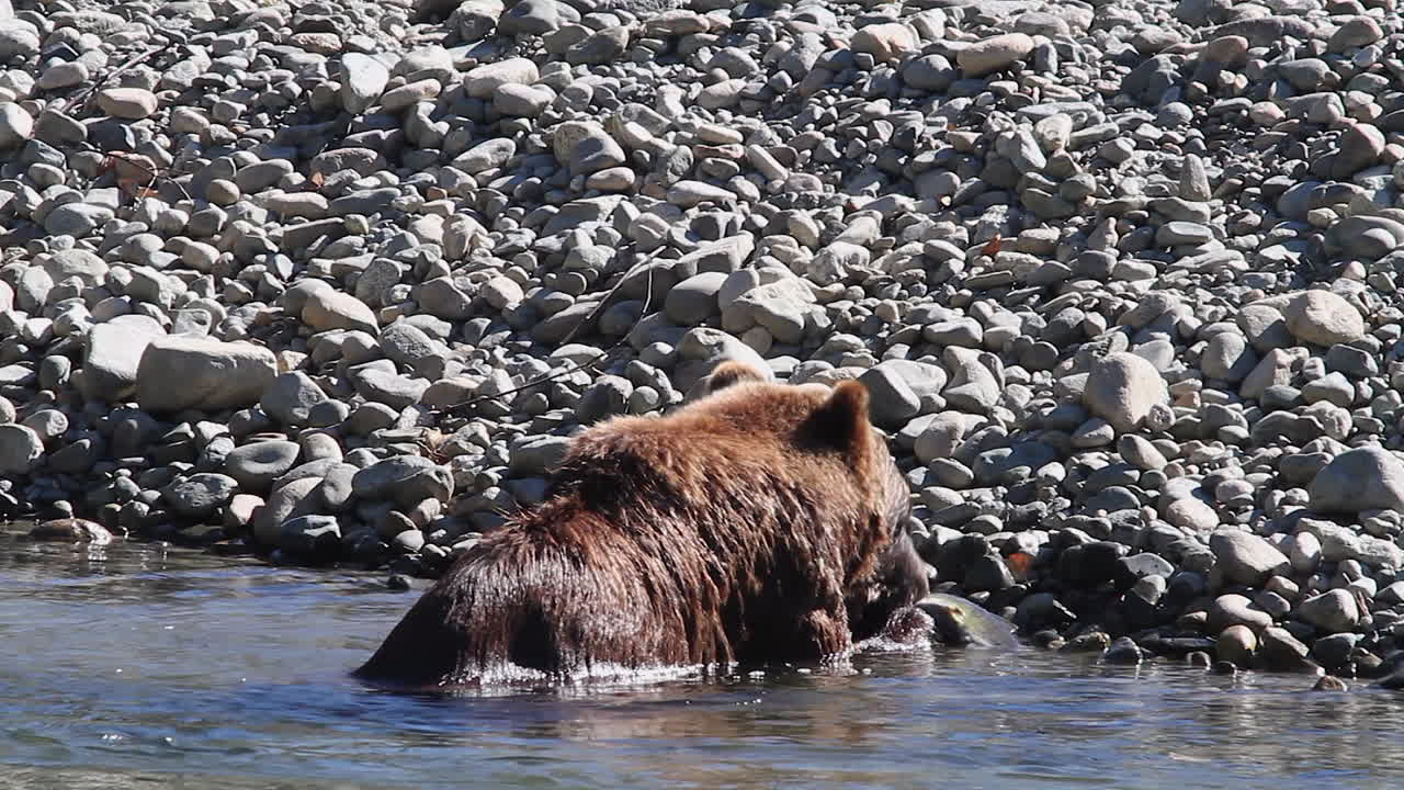 Orso grizzly che addenta salmone sulla riva del fiume