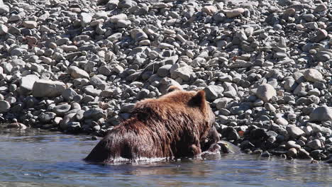 Mientras-Un-Oso-Grizzly-Muerde-Un-Salmón-En-La-Orilla-Del-Río