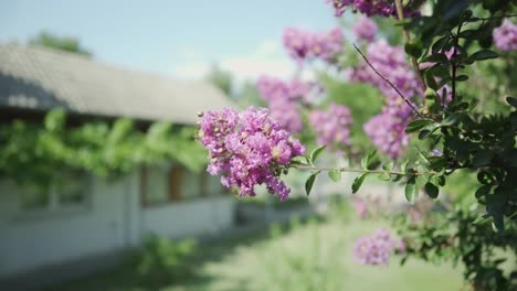Purple-crape-myrtle-flowers-swaying-with-the-soft-breeze-in-front-of-the-former-residence-of-the-famous-Balkan-Nostradamus---Baba-Vanga,-in-the-town-of-Rupite,-Petrich,-Bulgaria