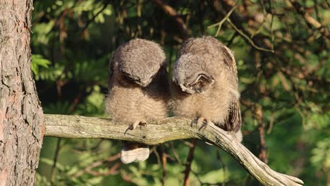 Two young long-eared owls perched on a tree branch in a forest, observing their surroundings