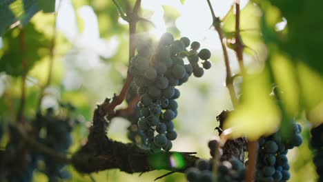 Closeup-grapes-red-wine-ripe-grapes