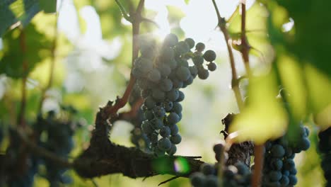 primer plano uvas vino tinto uvas maduras