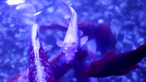 koi fish in a blue lit aquarium