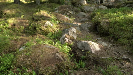 Alter-Mischwald.-Steinsaat.-Nach-Oben-Kippen