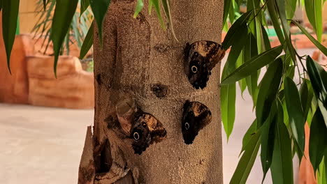 Butterflies-sitting-on-tree-trunk-in-national-park,-close-up-view