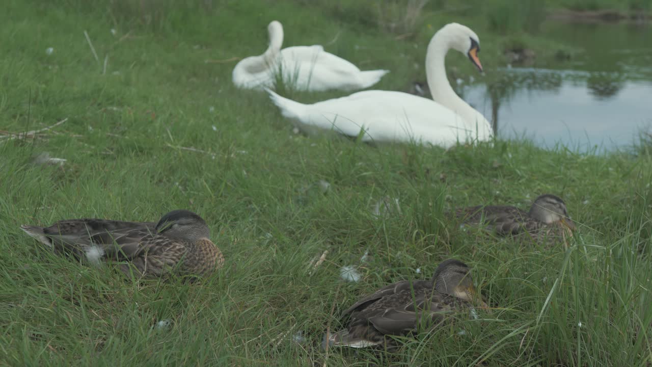 Three ducks resting in grassy shoreline in front of two swans happy together