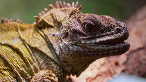 Philippine-sailfin-lizard,-crested-lizard,-sail-fin-lizard,-sailfin-water-lizard-(Hydrosaurus-pustulatus)-or-its-native-name-ibid-is-an-oviparous-lizard-living-only-in-the-Philippines