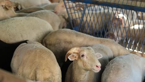 A-sacrificial-goat-is-being-fed-at-a-makeshift-livestock-market-ahead-of-the-Muslim-festival-of-Eid-al-Adha,-in-Turkey