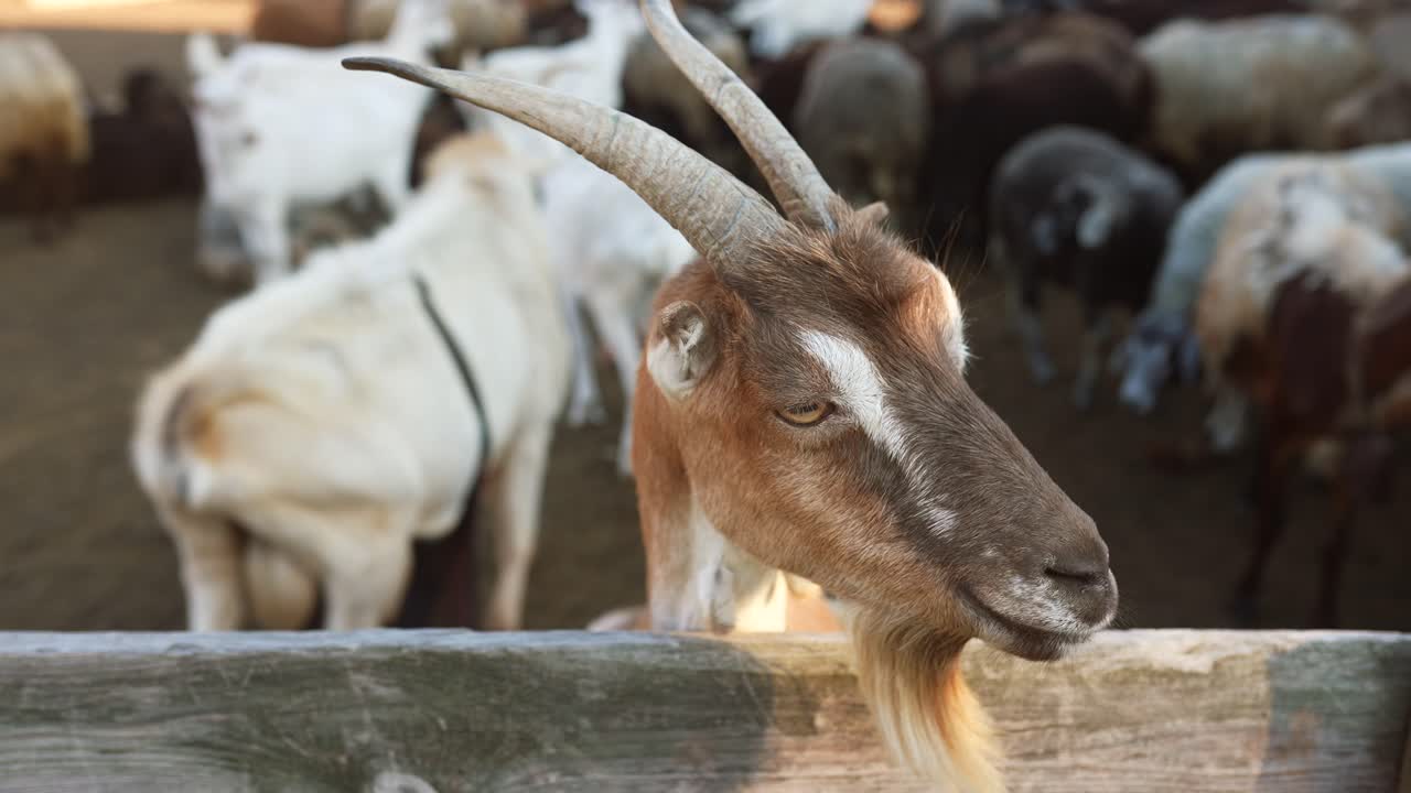 Capre e pecore in una fattoria