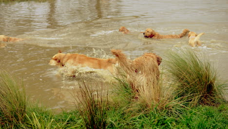 group of golden retriever dogs swimming and jumping in a dam with water