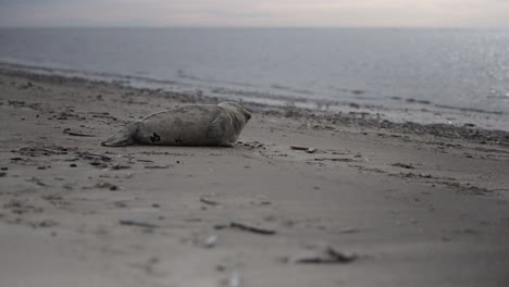 Este-Clip-Captura-Una-Foca-Descansando-En-La-Playa-De-Blåvand-En-Dinamarca,-Con-El-Tranquilo-Mar-Del-Norte-Extendiéndose-Detrás-De-Ella.