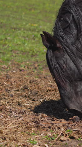 dark horse with loose mane smells ground walking along farm pasture slow motion. purebred equine animal seeks traces in field dirt at ranch closeup