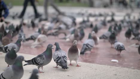 large flock of white and grey pigeons, walking and flying off on spacious square