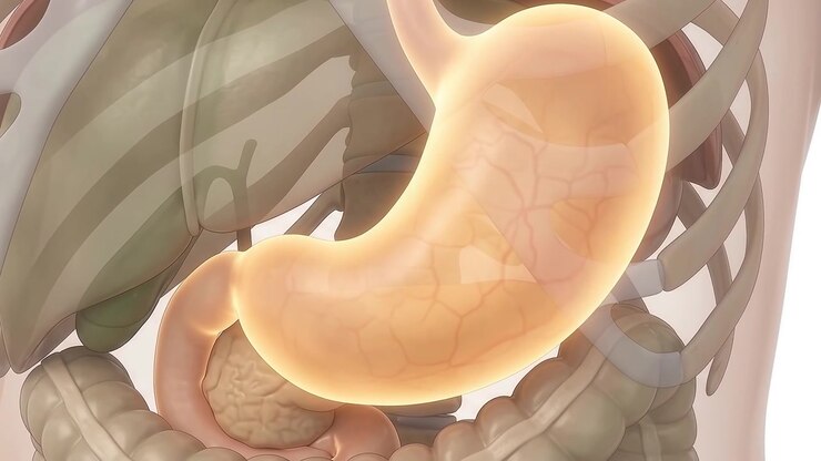 3D Medical Animation of Human Stomach Anatomy