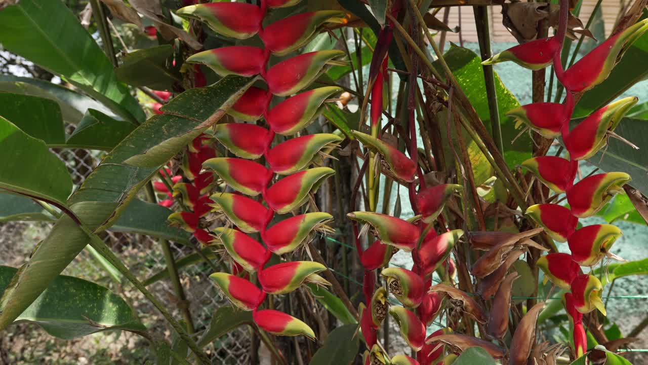 Heliconia rostrata hanging lobster claw false bird of paradise plant flower nature
