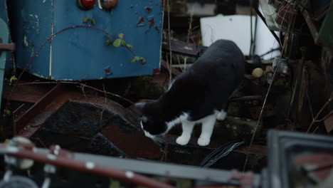 Gato-De-Mano-Explorando-Entre-Objetos-Desechados-Oxidados