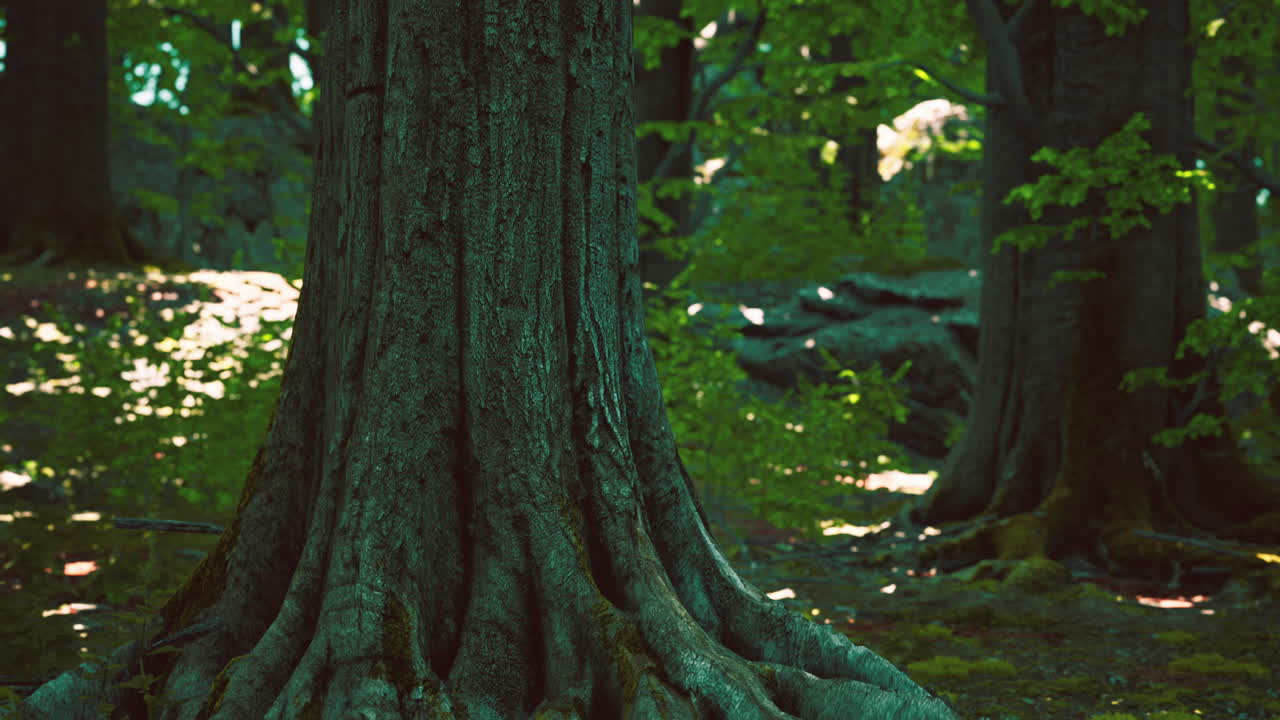 tree roots and sunshine in a green forest