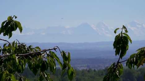 Tree-Leaves-Sway-In-Light-Breeze-With-Blurred-Mountain-range-In-Background