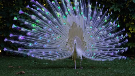white peacock with glowing feathers in a garden