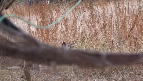 small whitetail buck walks past hunting blind