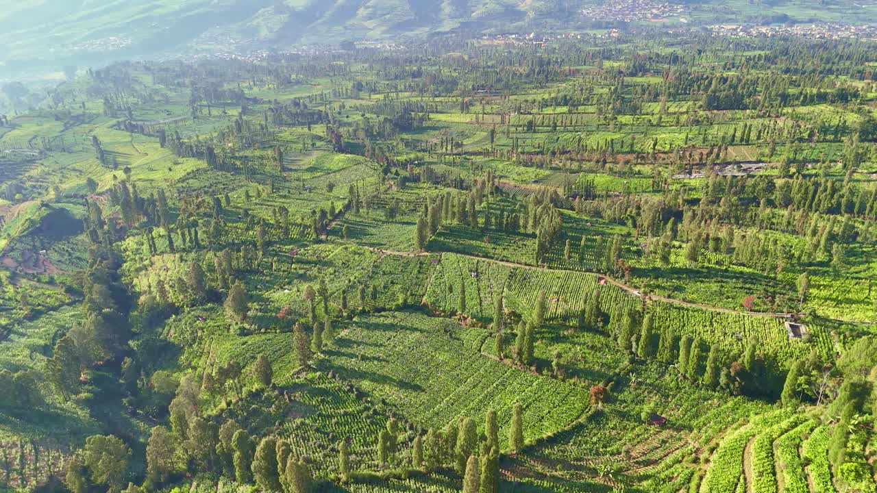 Aerial view of agricultural field on sunny morning. Indonesia tobacco plantation. 4K drone shot.