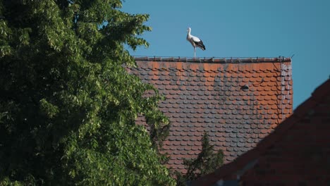 Ein-Storch-Auf-Dem-Ziegeldach-Vor-Dem-Blauen-Himmel