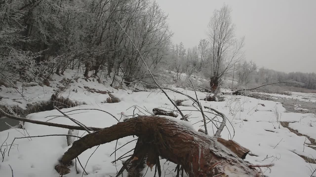 Bellissima foresta con alberi coperti di brina