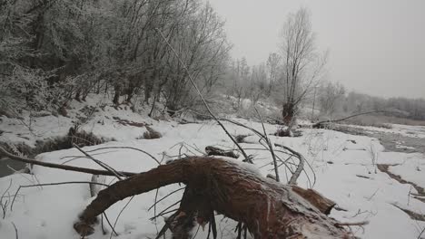 Hermoso-Bosque-Con-árboles-Cubiertos-De-Escarcha