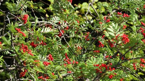 close-up of rowan tree with red berries