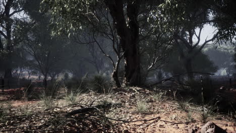 misty australian forest