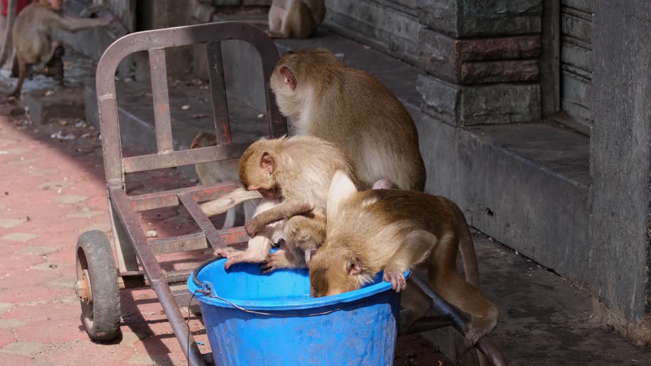 긴 꼬리 원숭이, macaca fascicularis, 롭 부리, 태국