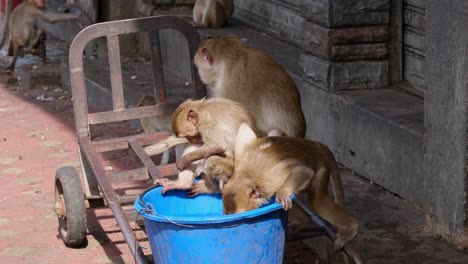 Langschwanzmakaken,-Macaca-Fascicularis,-Lop-Buri,-Thailand