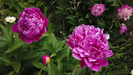 large pink peonies on a background of grass, swaying in the wind