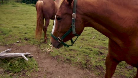 caballos marrones y blancos comiendo hierba verde en un pasto