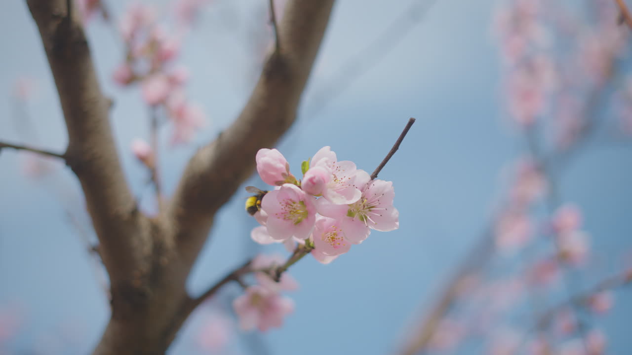 flores rosadas en un árbol de primavera