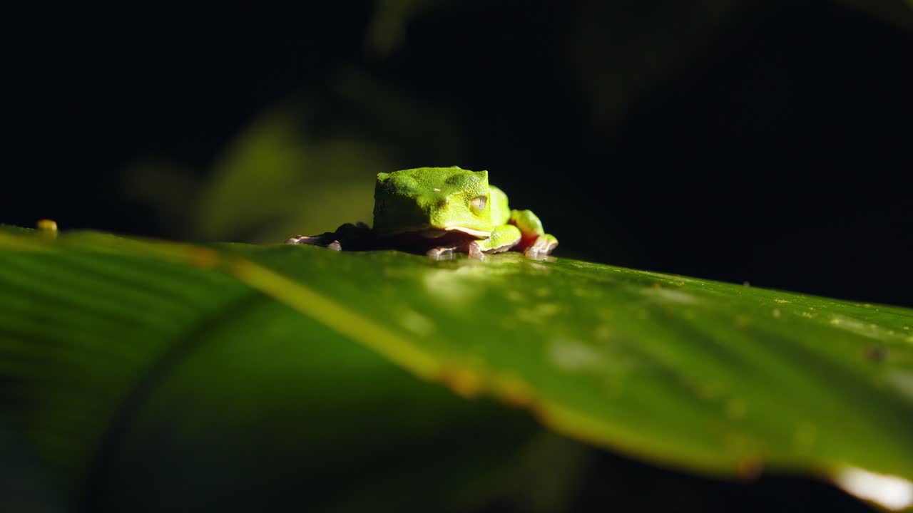 A vivid green Hylidae frog sits on a broad tropical leaf deep within Peru’s Amazon rainforest.