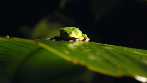 A vivid green Hylidae frog sits on a broad tropical leaf deep within Peru’s Amazon rainforest.