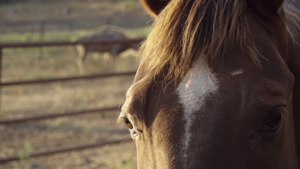 hermosa luz de la tarde para un primer plano de una granja y rancho de permacultura sostenible de caballos en summerland, california