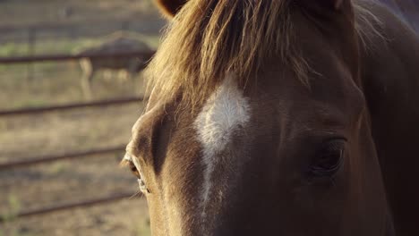 beautiful afternoon light for a closeup of a horse sustainable permaculture farm and ranch in summerland california