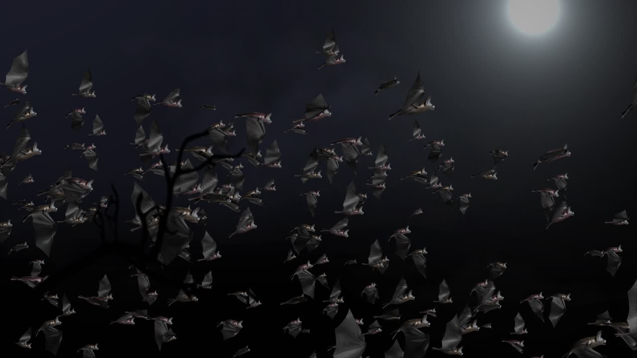 Bats Flying at Night