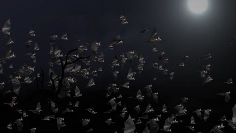 bats flying at night