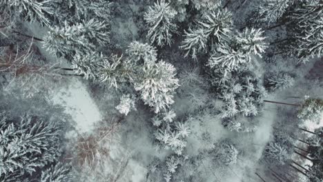 4K-UHD-Luftdrohnen-Flugclip,-Der-Sich-Im-Winter-In-Bayern,-Deutschland,-In-Einem-Verträumten-Wald-Entlang-Verschneiter-Baumkronen-Bewegt