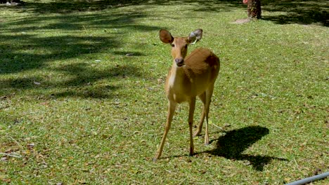 a deer calmly grazes in a sunny field