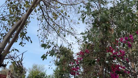 Beautiful-Spring-Summer-day-with-blue-sky,-green-trees-and-red-flowers