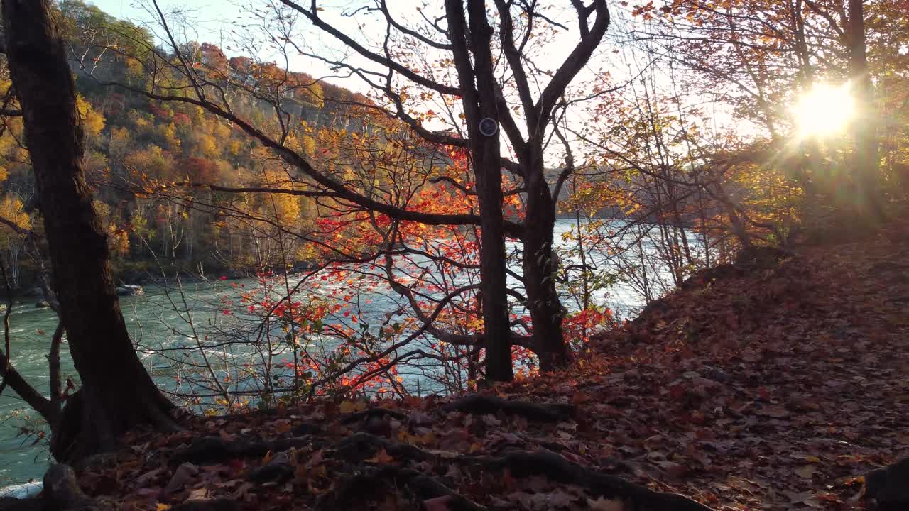 осенний лес и полноводная река в природном центре "ниагара глен" в ниагара-фоллс, канада