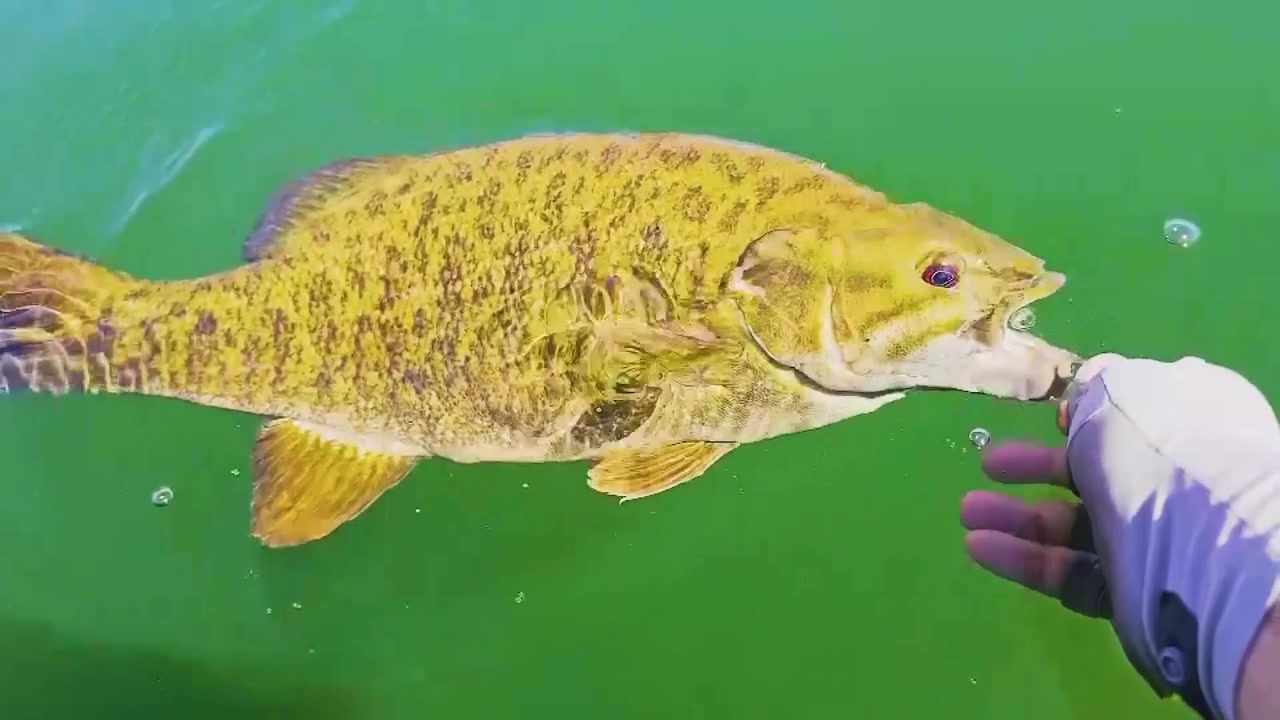 Fånga och släpp ut småmunslaxabborre vid vattenytan, fisken skakar på huvudet efter att ha släppts från fiskarens hand och simmar ner i det gröna vattnet, närbild, POV-fiskefilm.