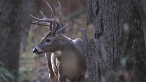 a large whitetail buck feeding